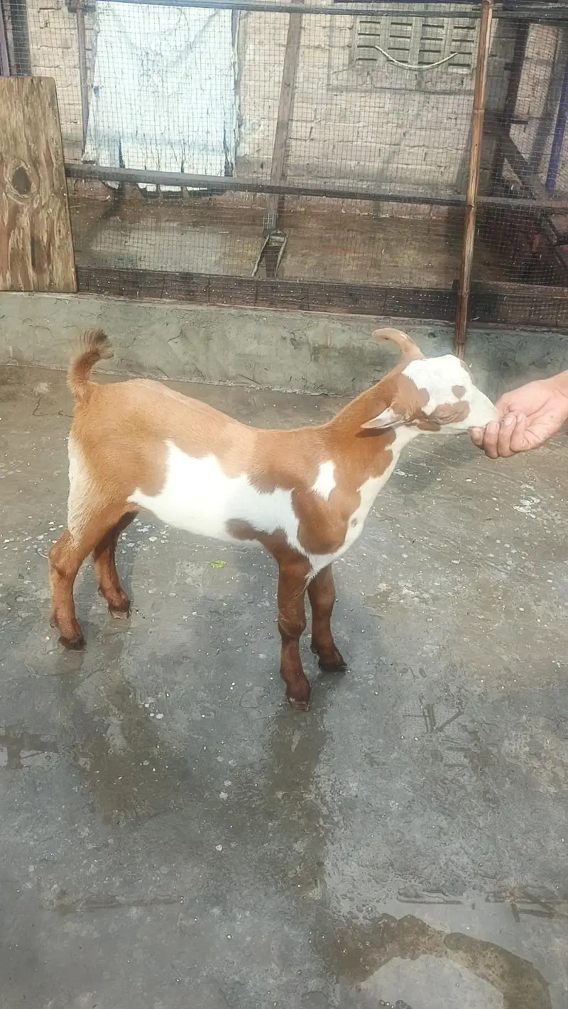 top quality teda bacha — photo 5