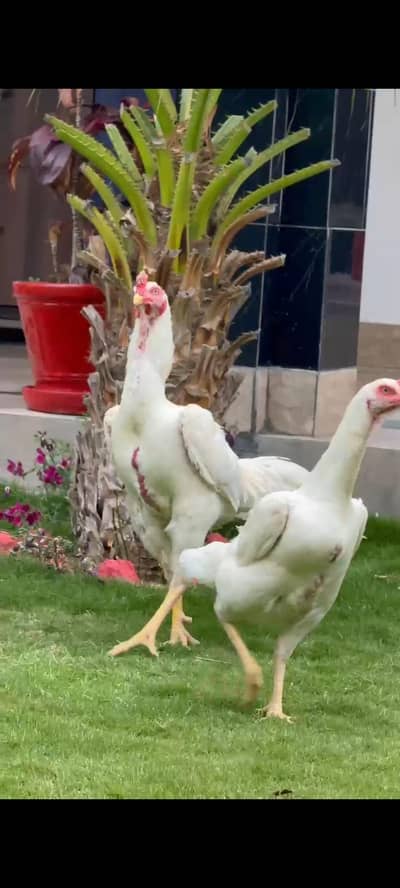 white shamo aseel breeder pair