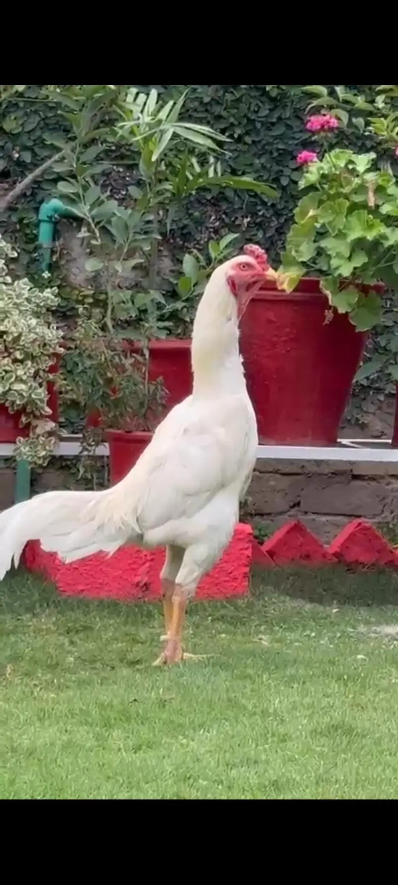 white shamo aseel breeder pair — photo 2