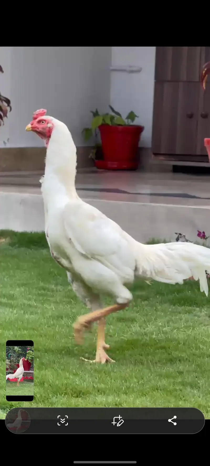 white shamo aseel breeder pair — photo 3