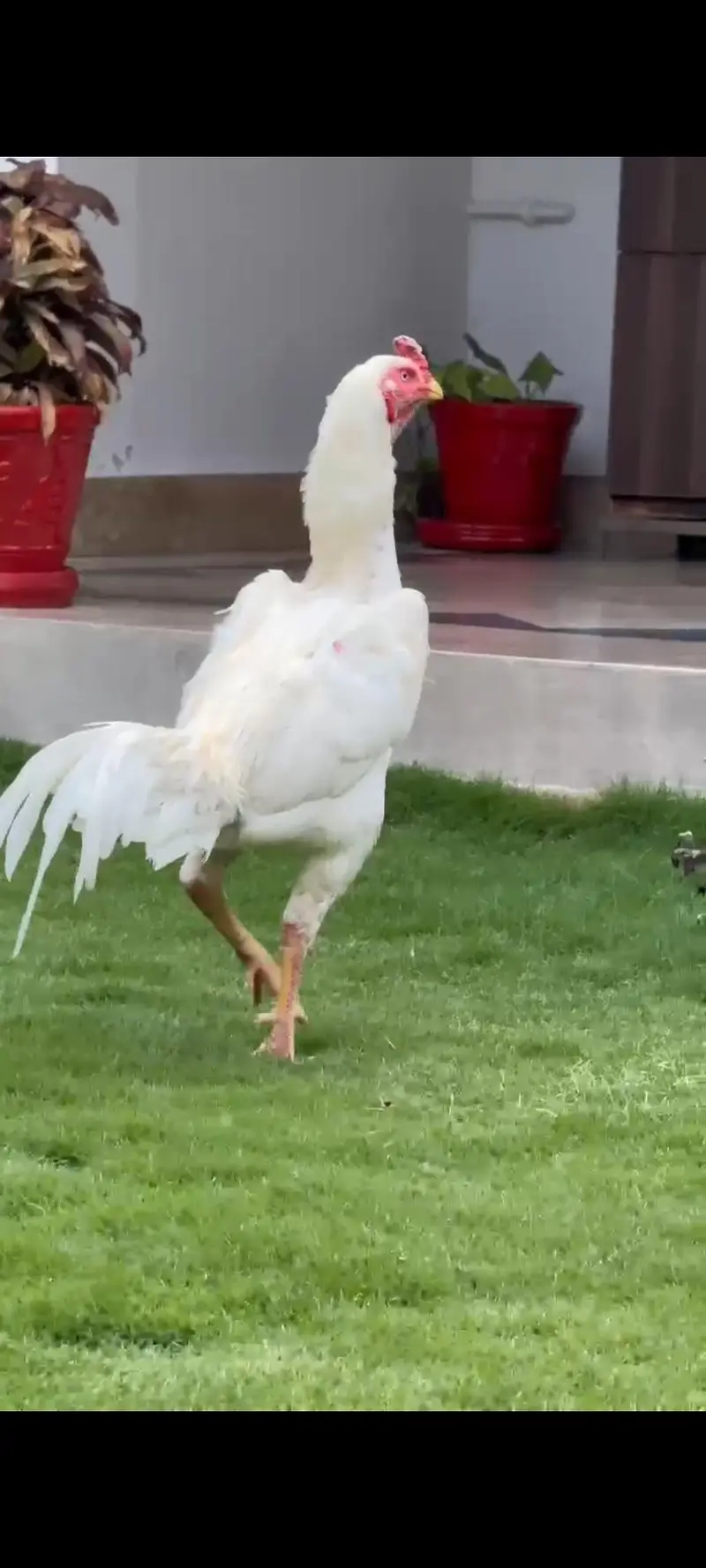 white shamo aseel breeder pair — photo 4
