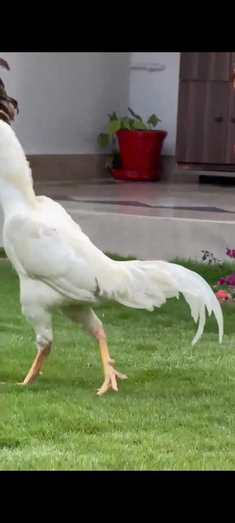 white shamo aseel breeder pair — photo 5