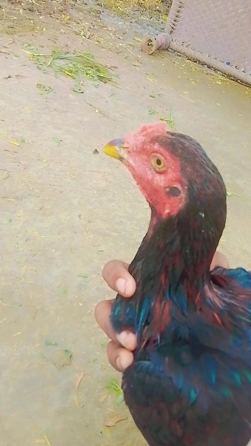 Premium Aseel Roosters for Sale — photo 2