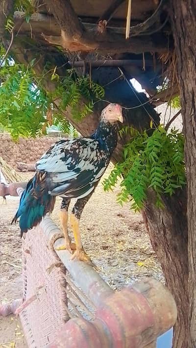 Premium Aseel Roosters for Sale