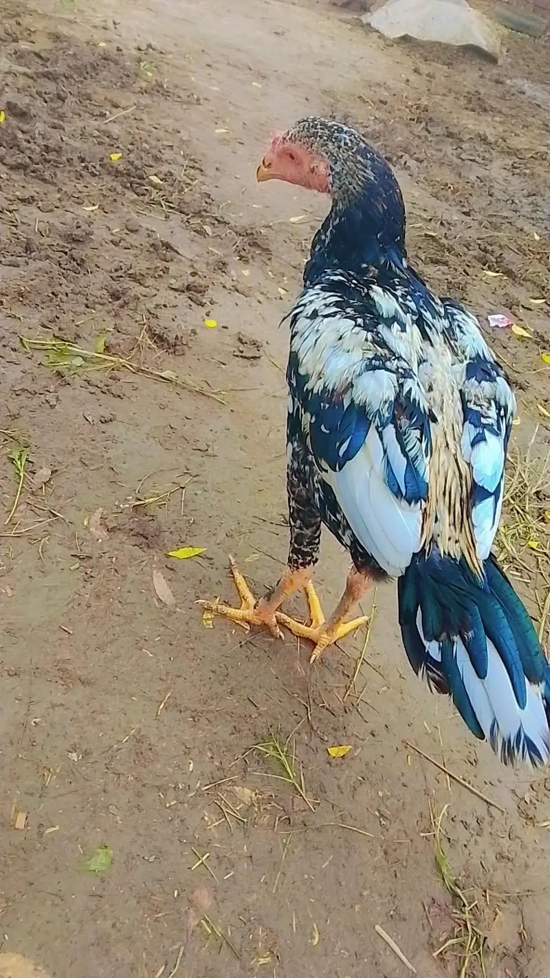 Premium Aseel Roosters for Sale — photo 3