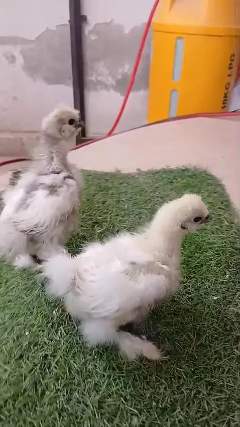 lohman brown white silky White buff light Sussex chicks available — photo 2