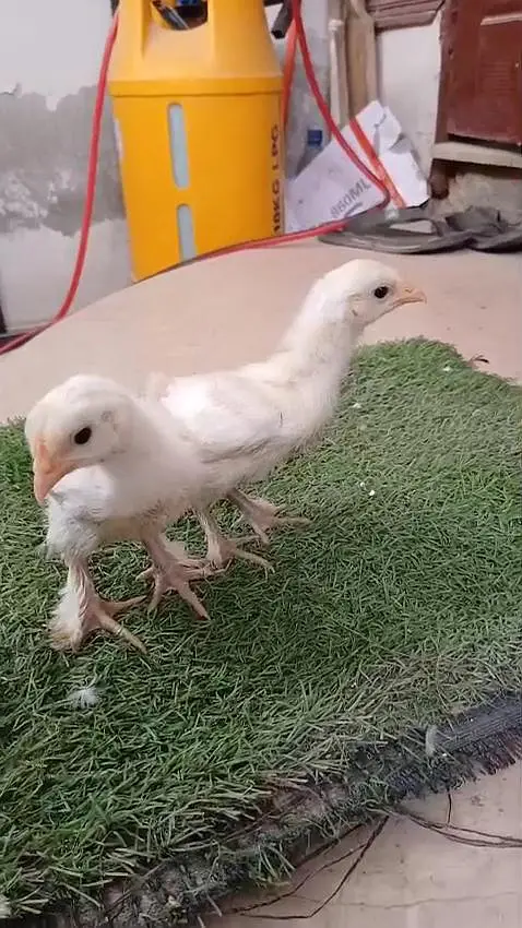 lohman brown white silky White buff light Sussex chicks available — photo 3