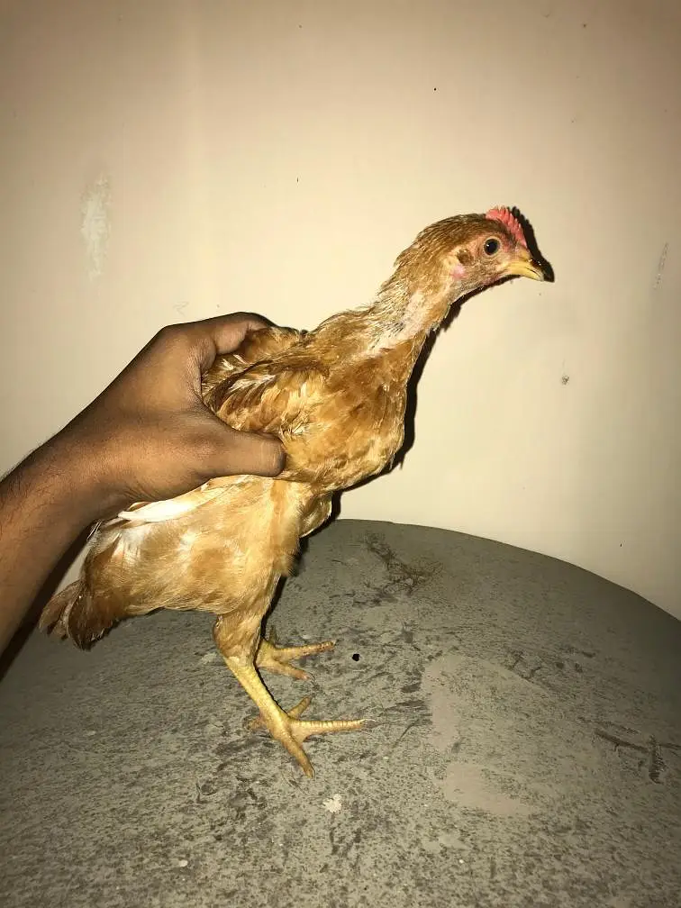 lohman brown white silky White buff light Sussex chicks available — photo 4