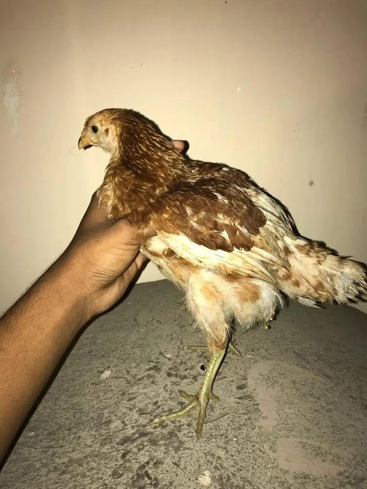 lohman brown white silky White buff light Sussex chicks available — photo 5