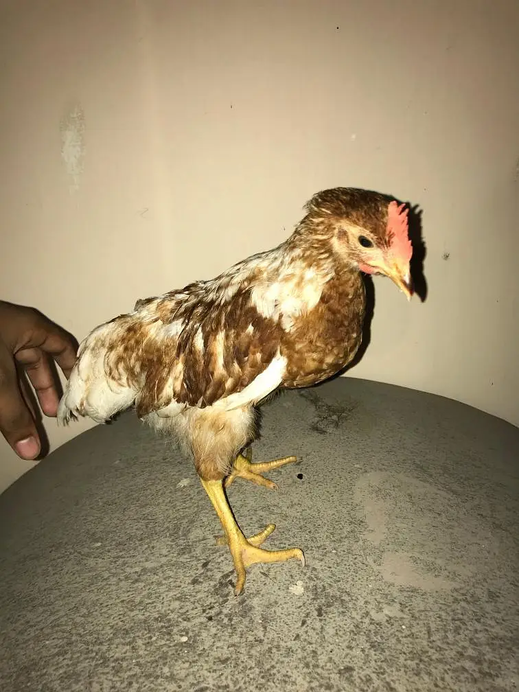 lohman brown white silky White buff light Sussex chicks available — photo 7