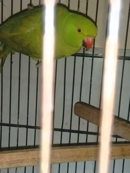 breeder female — photo 2