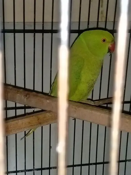 breeder female — photo 3