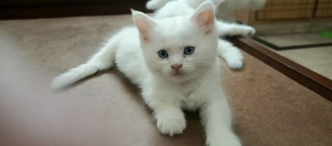 Persian male kittens