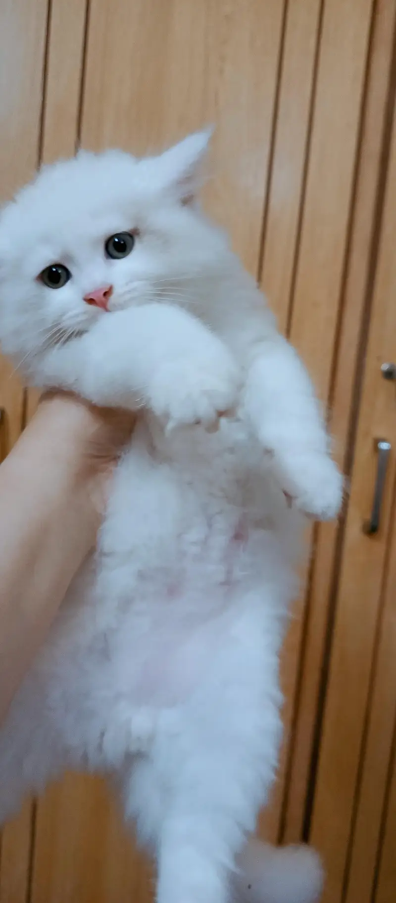 Persian male kittens — photo 2