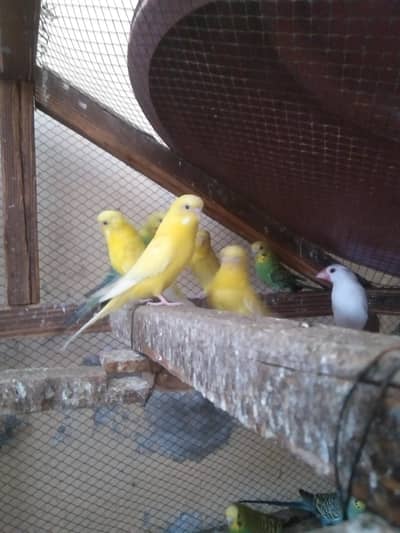 breeder pair all ok