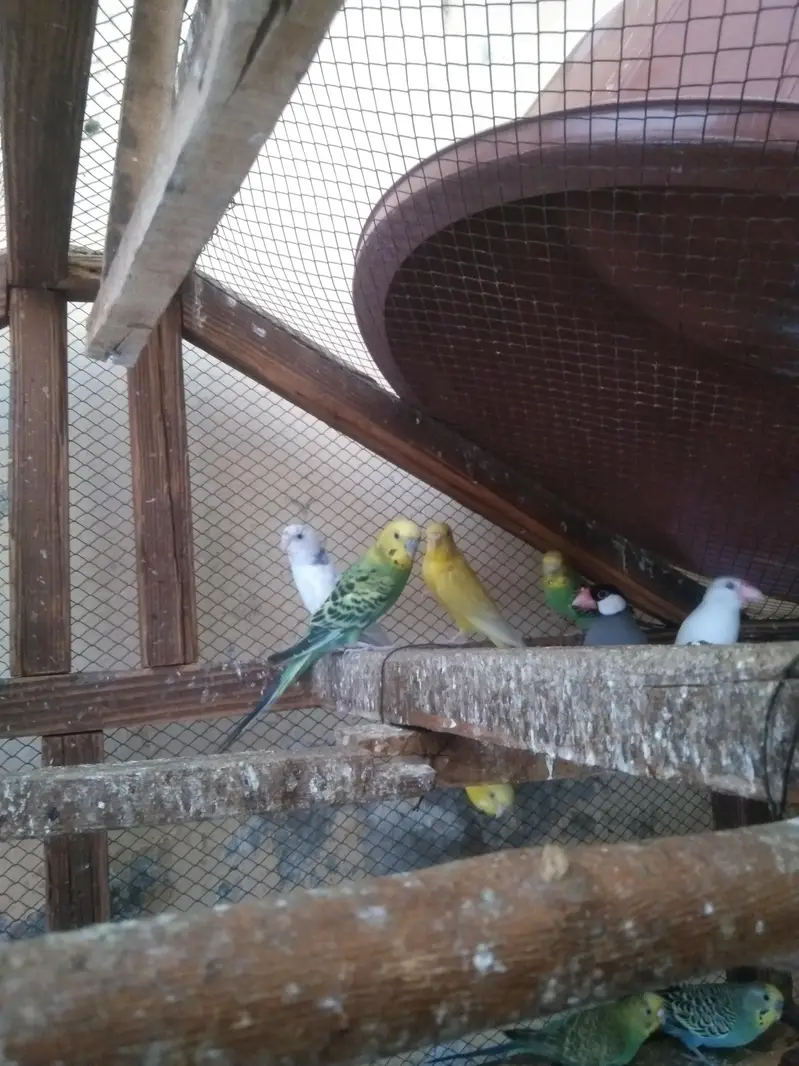 breeder pair all ok — photo 2