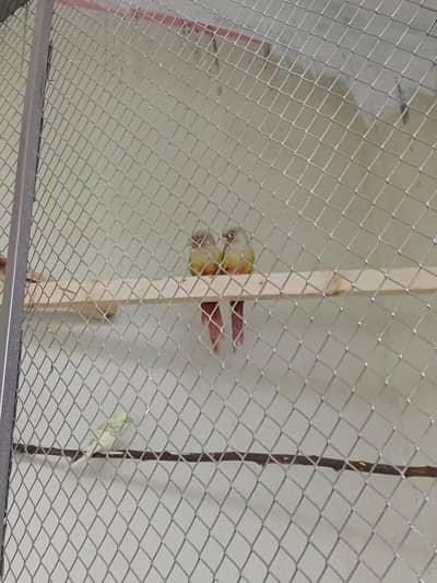 pineapple conure Pair for sell