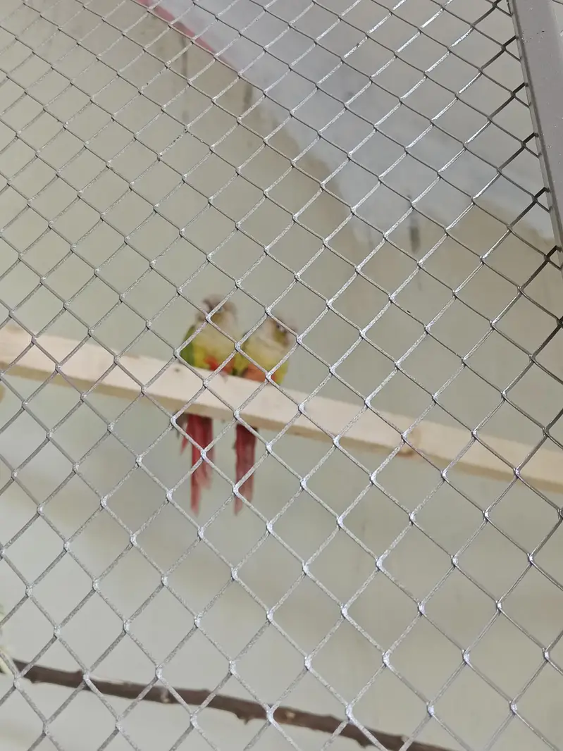 pineapple conure Pair for sell — photo 2