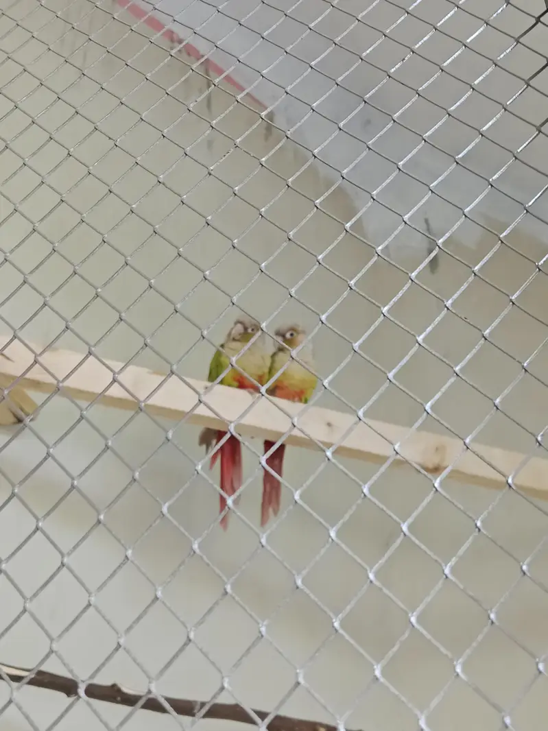 pineapple conure Pair for sell — photo 3