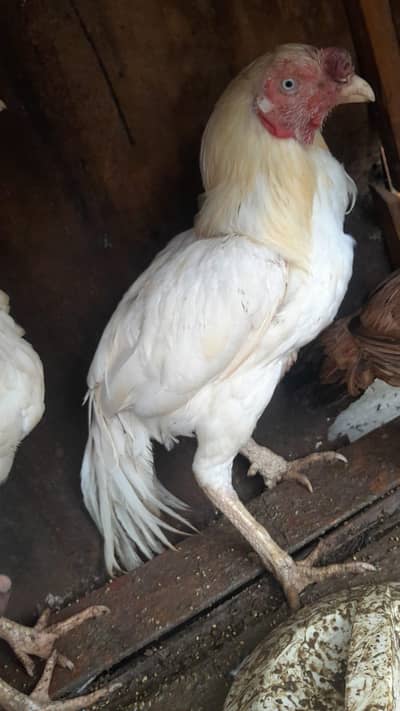 urgent  sale Asel hens