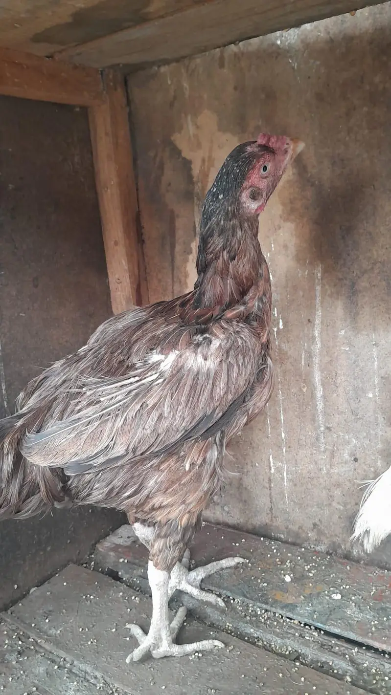 urgent  sale Asel hens — photo 2
