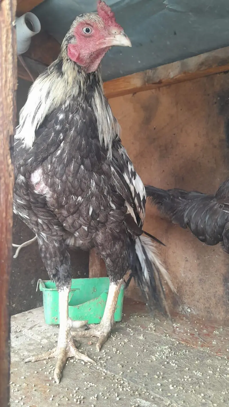 urgent  sale Asel hens — photo 3