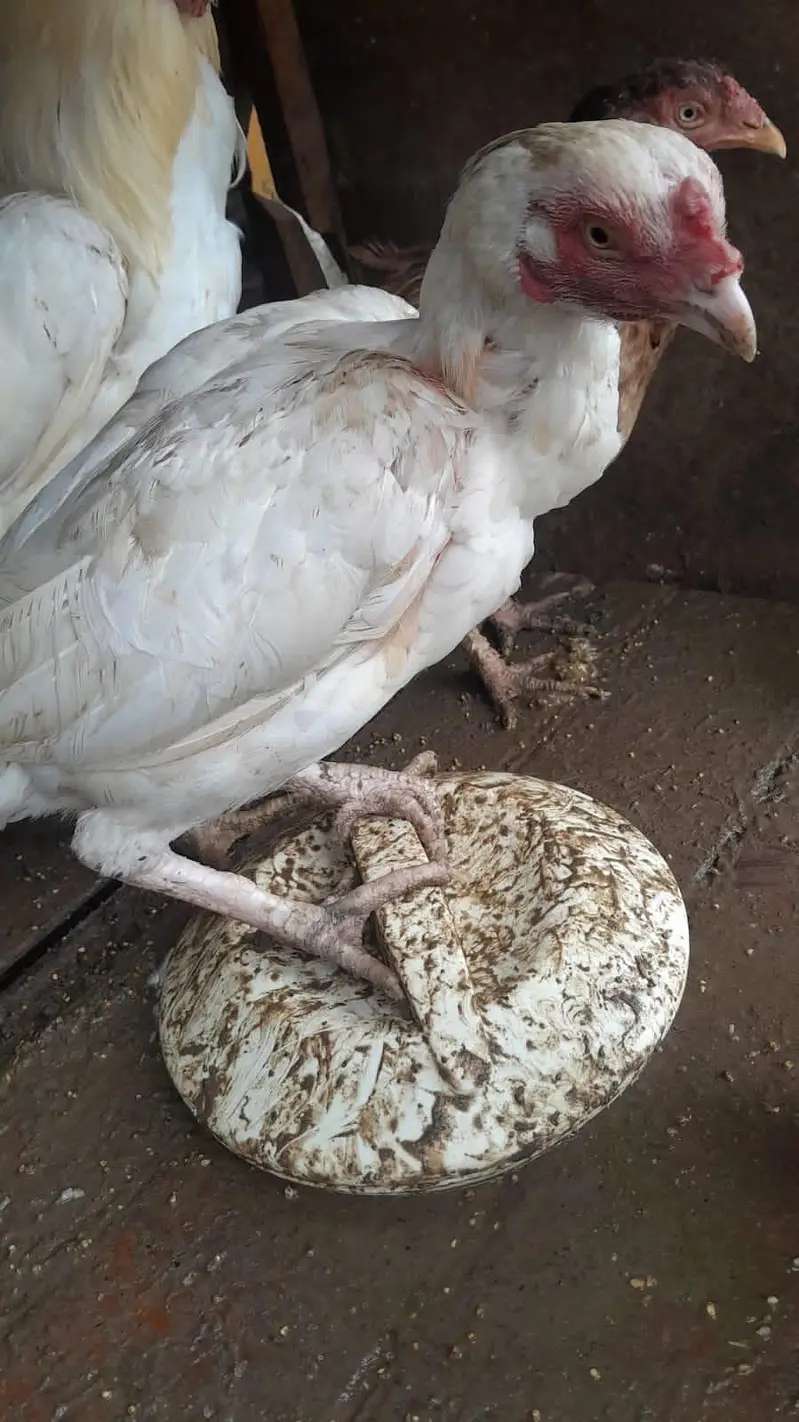 urgent  sale Asel hens — photo 4