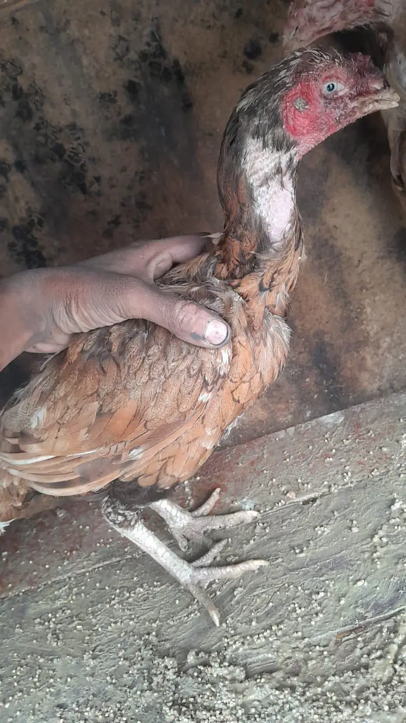 urgent  sale Asel hens — photo 5