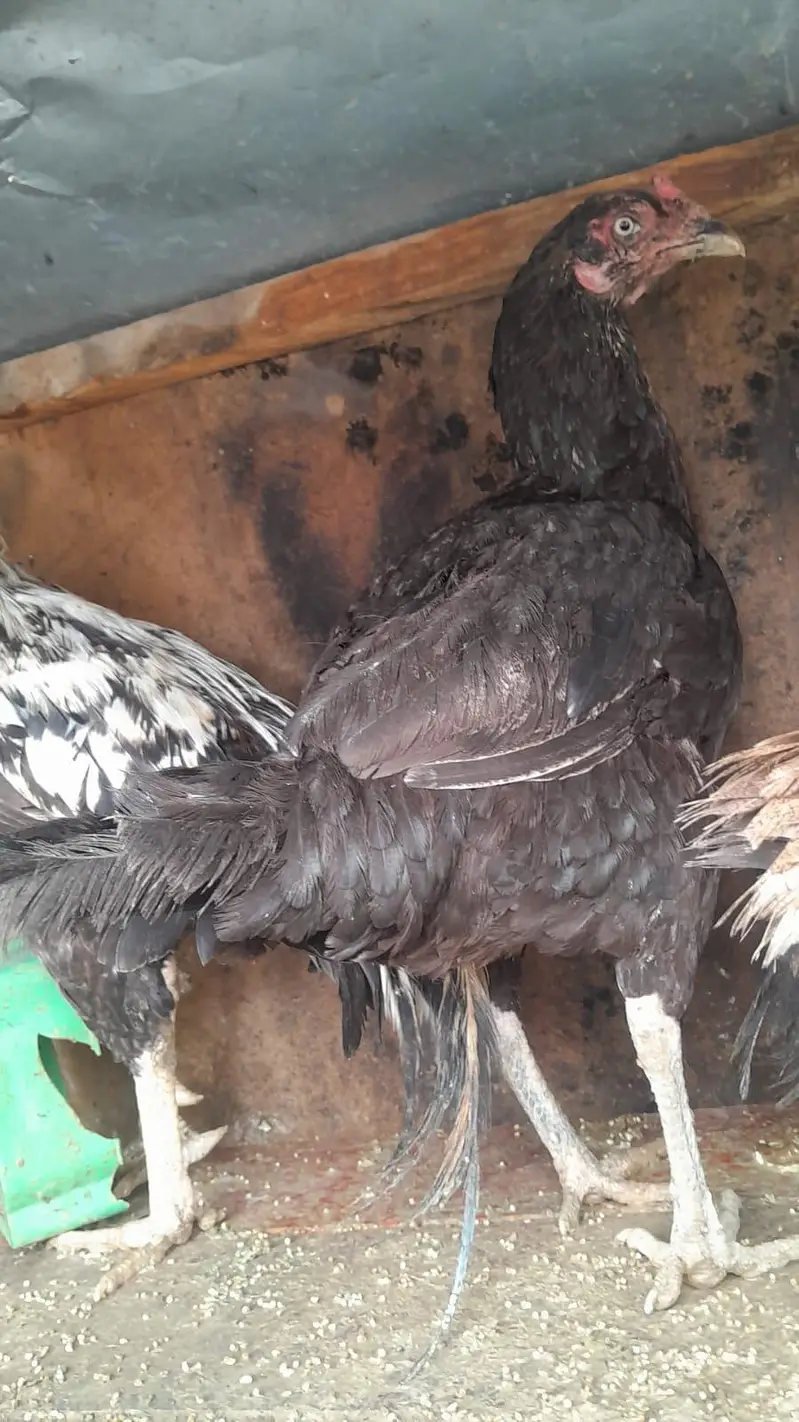 urgent  sale Asel hens — photo 6
