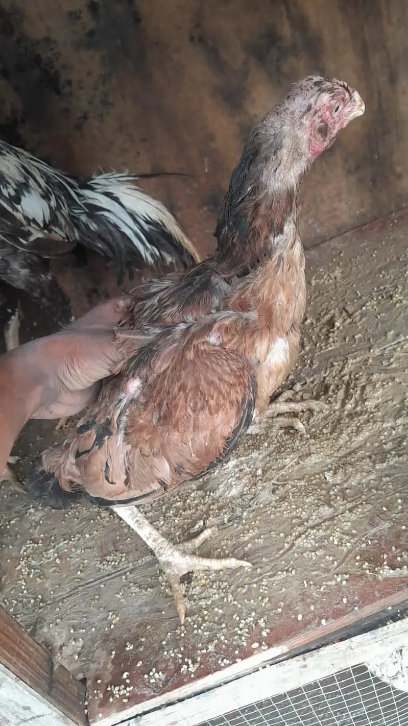 urgent  sale Asel hens — photo 7