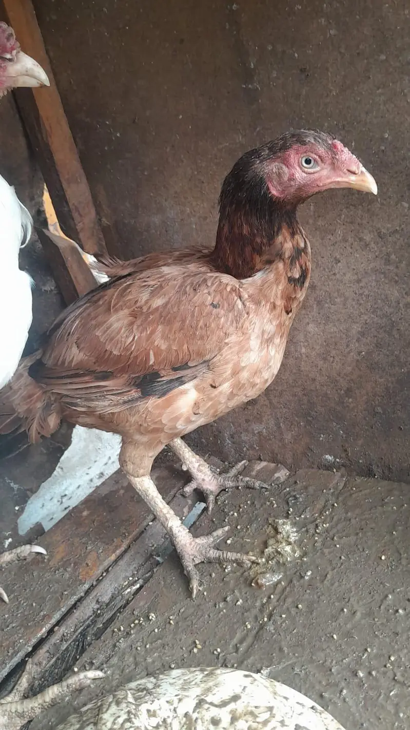 urgent  sale Asel hens — photo 8