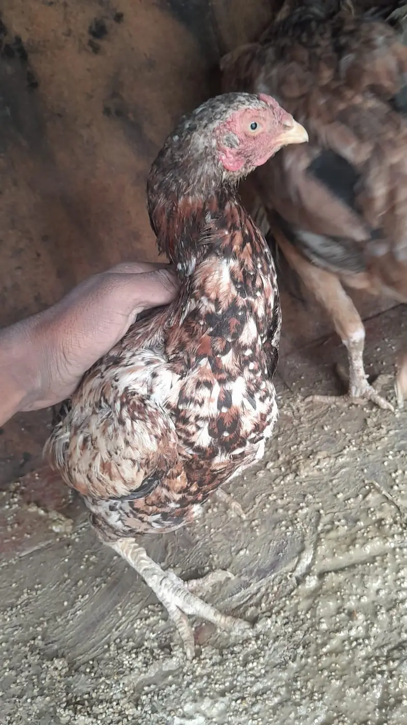 urgent  sale Asel hens — photo 9