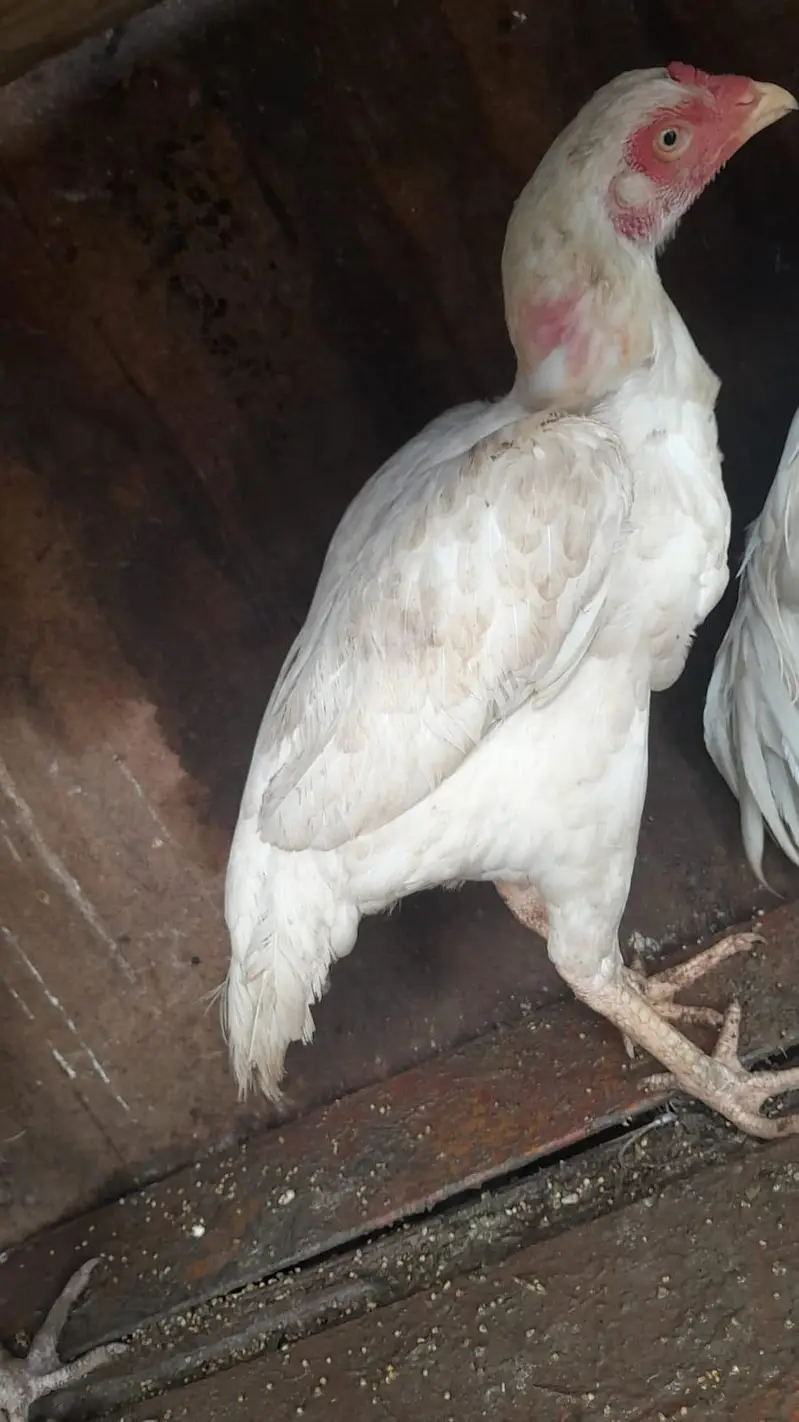 urgent  sale Asel hens — photo 10