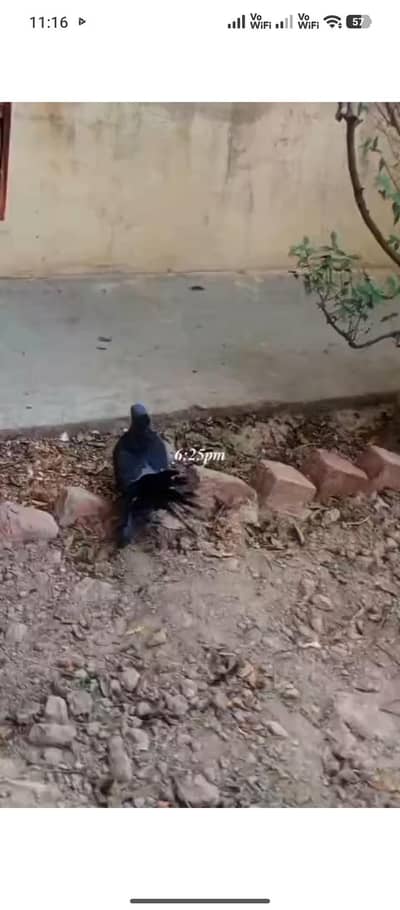 lakka kabotar black colour for sale
