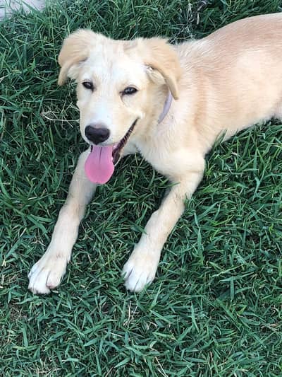 5 month ka Labrador cute puppy