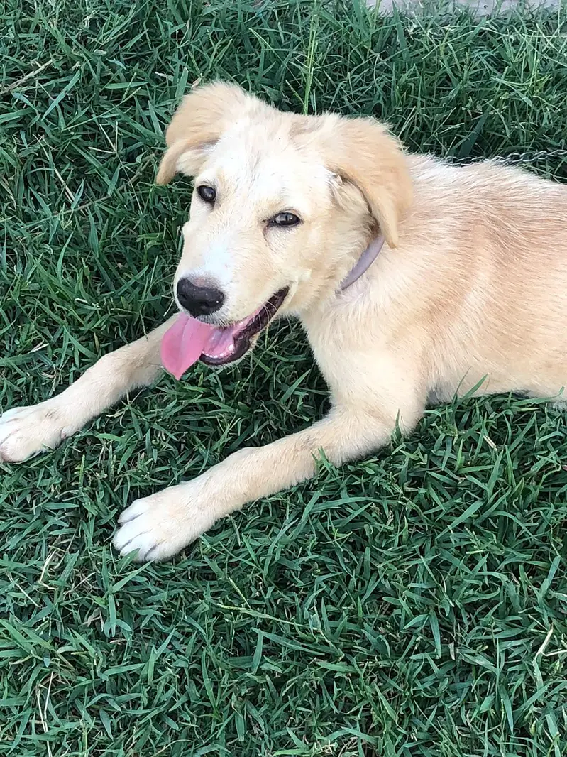 5 month ka Labrador cute puppy — photo 2