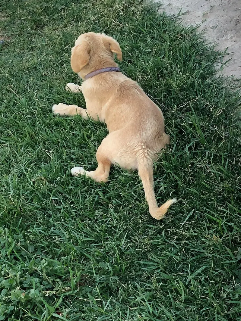 5 month ka Labrador cute puppy — photo 3