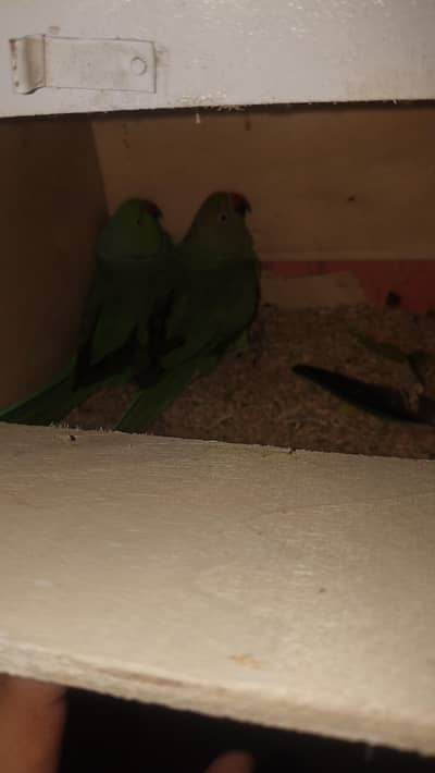 Male Female breeders