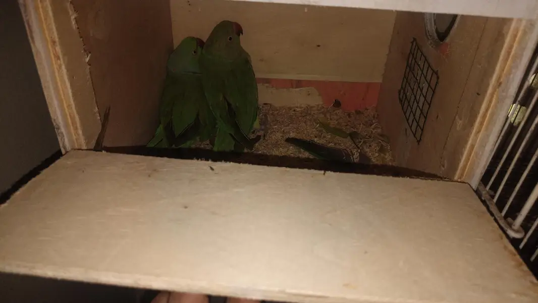 Male Female breeders — photo 2