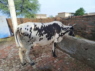 دو عدد گاۓ ایک پچھڑ اور ایک سونے والی تیار گاۓ