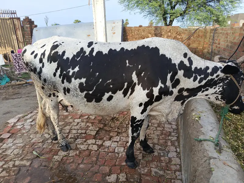 دو عدد گاۓ ایک پچھڑ اور ایک سونے والی تیار گاۓ — photo 2