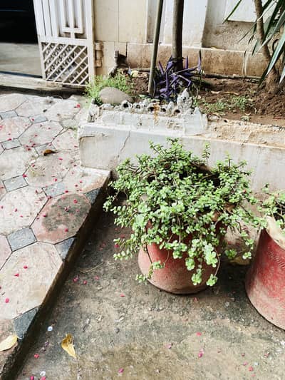 Full size jade plant with free pot