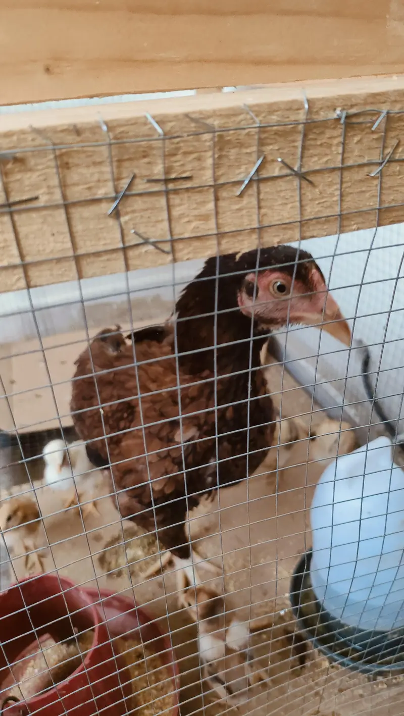 Pure Aseel Pair with chicks — photo 2