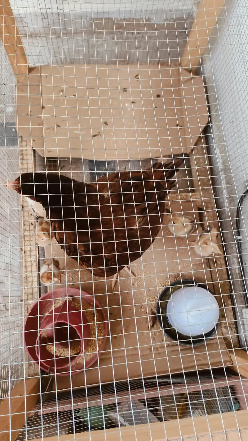 Pure Aseel Pair with chicks — photo 3