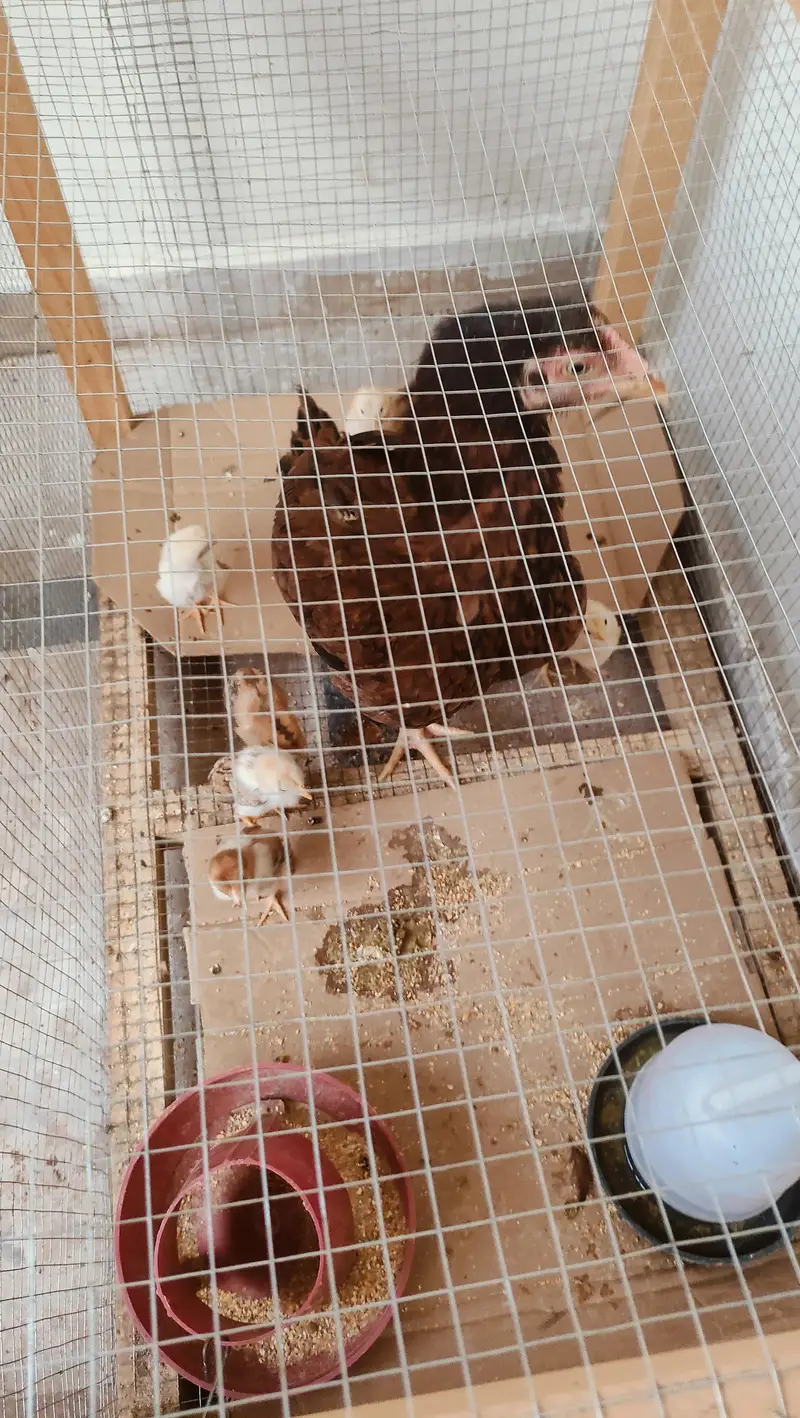 Pure Aseel Pair with chicks — photo 4