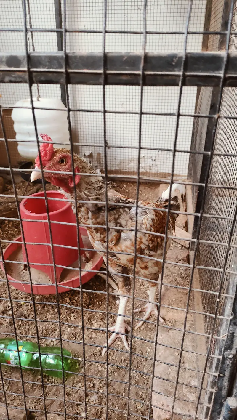 Pure Aseel Pair with chicks — photo 5