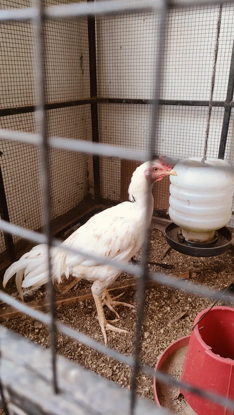 Pure Aseel Pair with chicks — photo 6