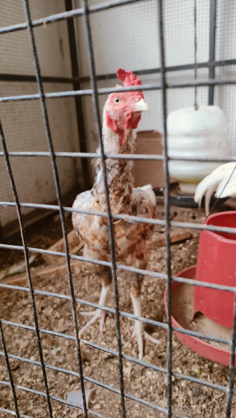 Pure Aseel Pair with chicks — photo 7