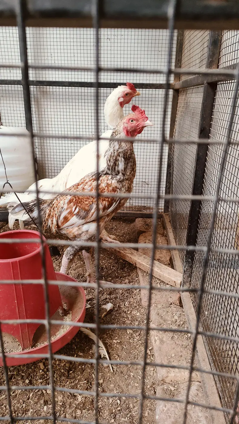 Pure Aseel Pair with chicks — photo 8