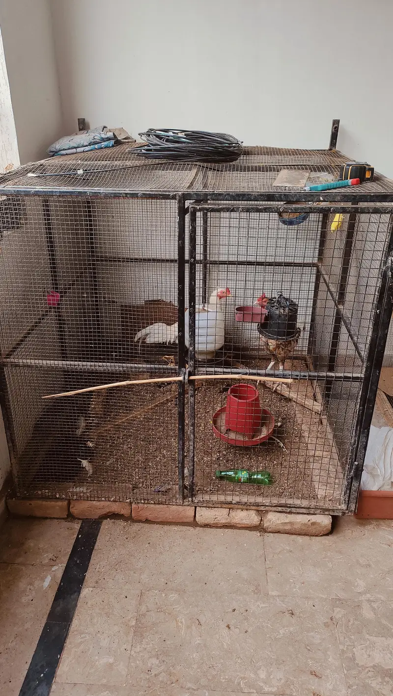 Pure Aseel Pair with chicks — photo 9